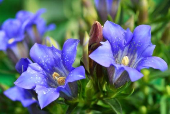 りお の 9月のお花