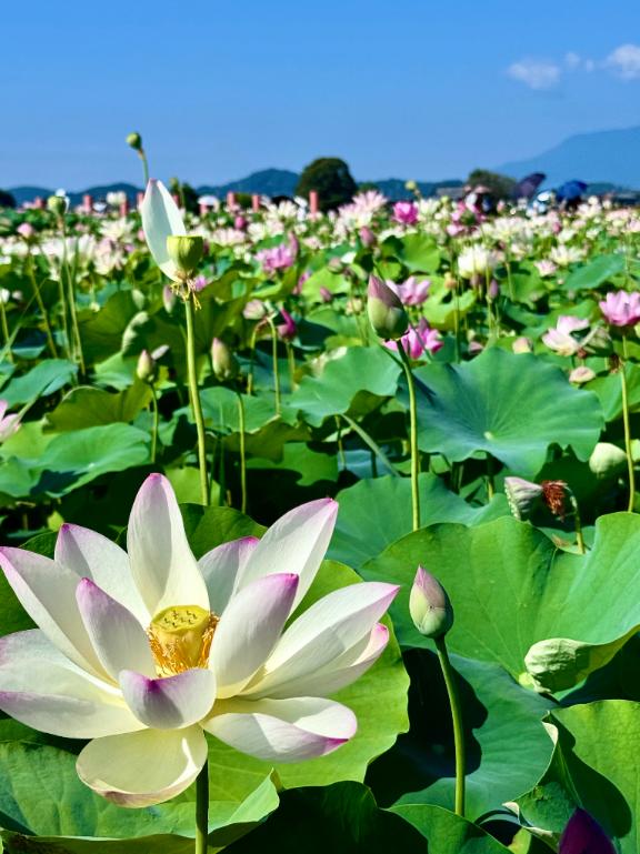 まみ の 暑中お見舞い 申し上げます🌻