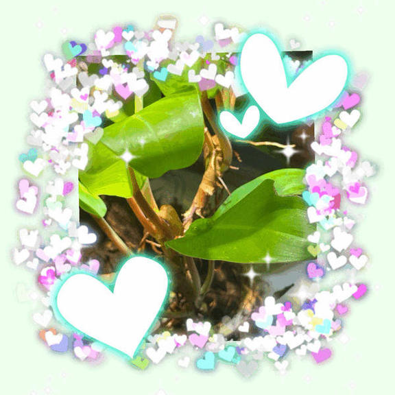 せいか の (*´∇｀*)