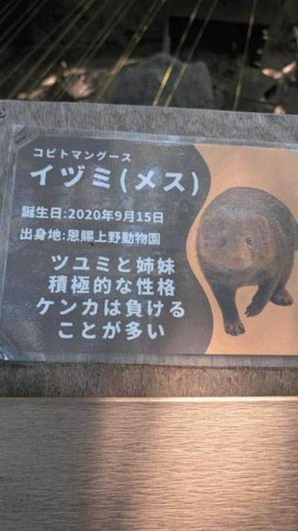 いずみ の こんにちは