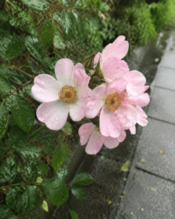 すみれ の おはようございます！