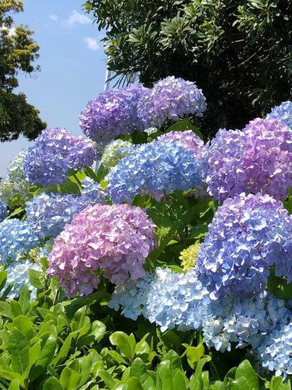 ★大阪No.1美女★ の 7月のご予約🌻💕