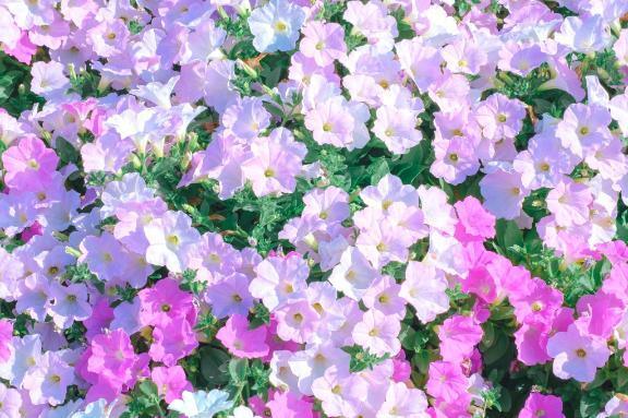 ☆菜々子【ナナコ】☆ の 完売👼🏻