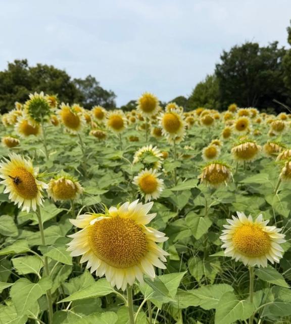 MARIA【マリア】 の 出勤しました🌻
