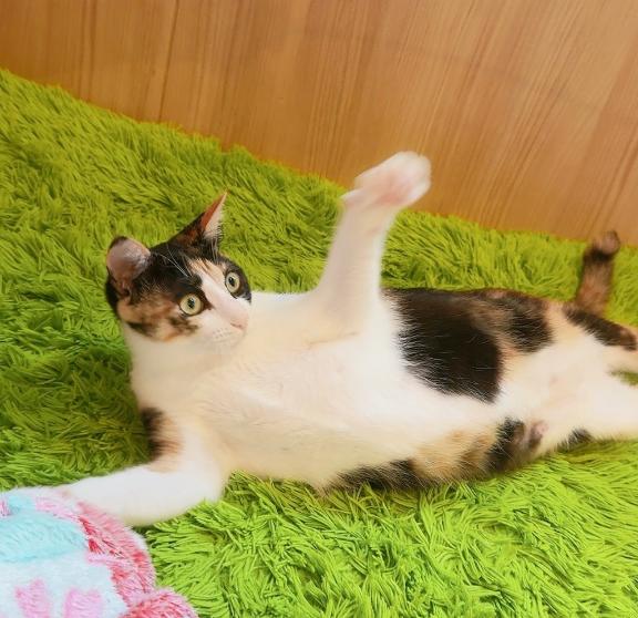 あゆみ の しゅ❕