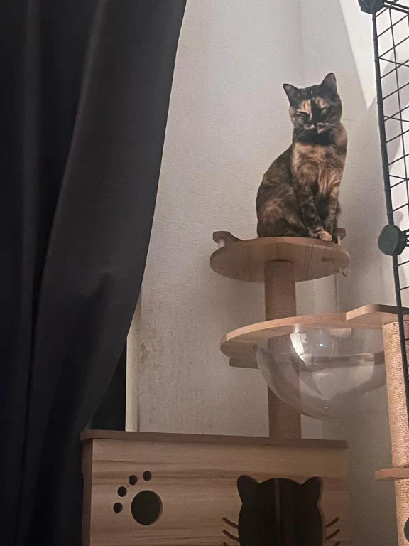 猫好きさん🎶