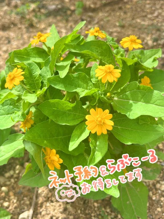 お花🌷➰