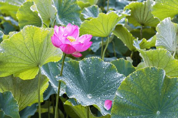 恵梨(えり) の 白露