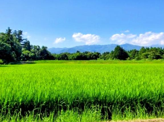 星川 美貴◆グラマーな癒し系奥様 の 出勤予定です