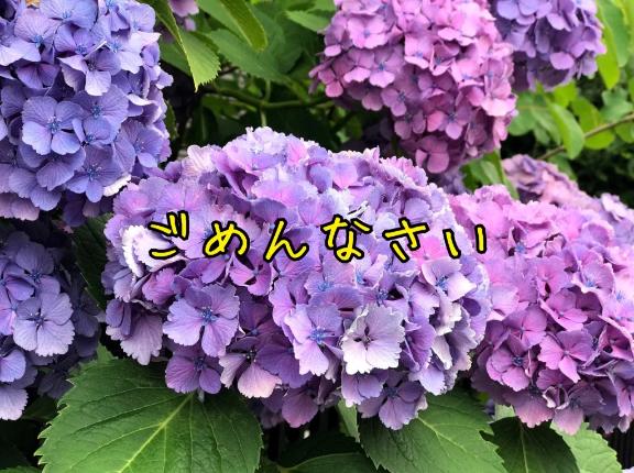 野中 美優紀◆素人系美人奥様 の ごめんなさい