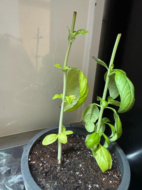恋心（ここ） の 🌿