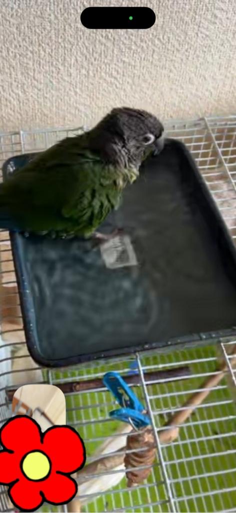 れいか の こんにちは