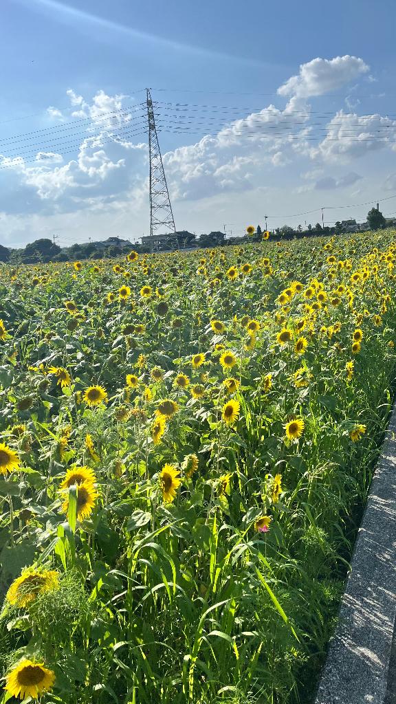 音色【ねいろ】 の おはよーん☀️