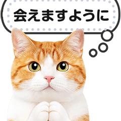 清子(きよこ) の 明日１１時〜