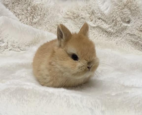 なぎ【綺麗も可愛いも独り占め♡】 の 13日のお詫びとお知らせ⋆͛📢