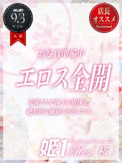 小野寺 みなみ -[桜]-