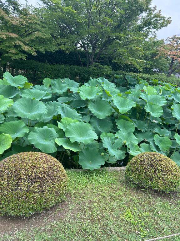 雅(みやび) の 🐸