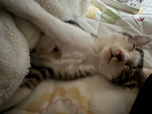 れいな🔰　8/30デビュー♡ の ぐっすりぴーぴー🐈🛌