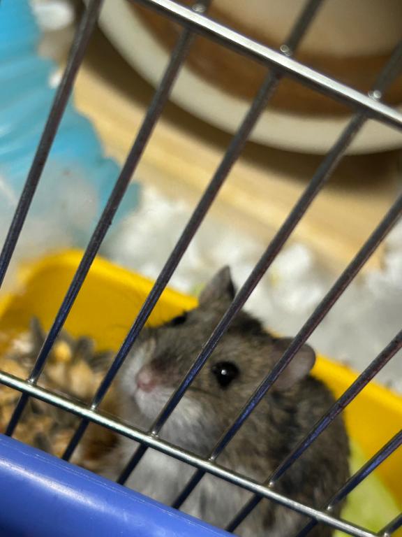 【ひな】キレカワスレンダー美女 の 可愛いペット🐹𓂂◌