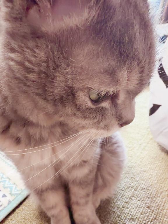 みれい の にゃんにゃん(ฅ'ω'ฅ)
