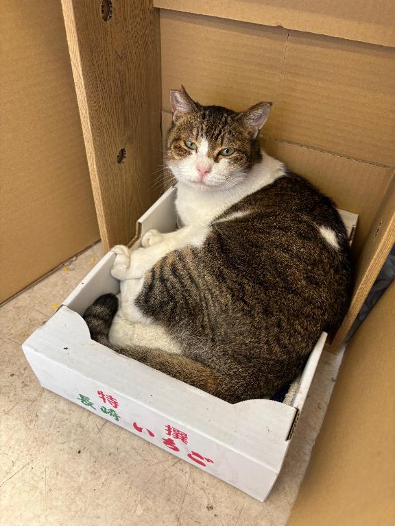 ちか　輪姦奴隷志願 の 猫様