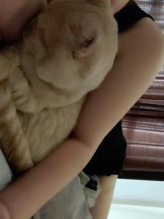 なのは