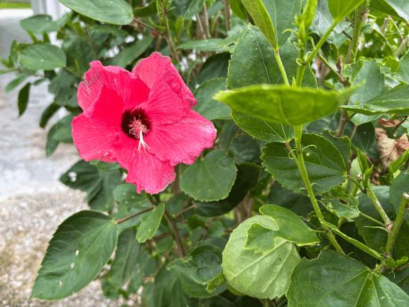 お花🌺