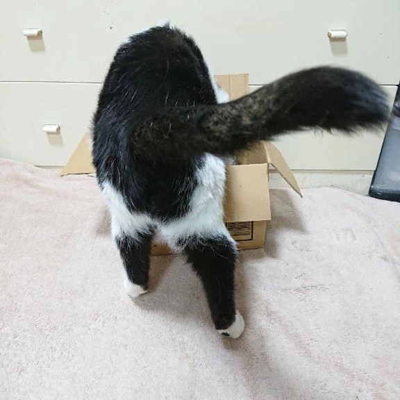 アントン君