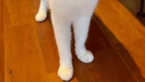 つばき の お足元に気を付けて