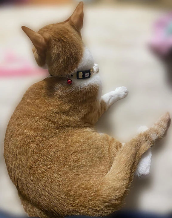 体調不良でお休みいただきます🙇♀️