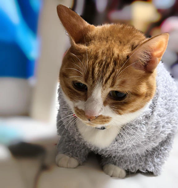 もこもこ