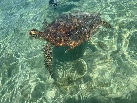 お裾分け🐢