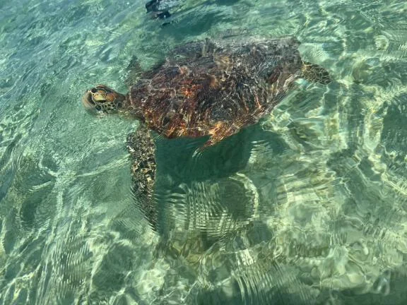 お裾分け🐢