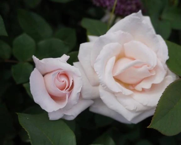 薔薇