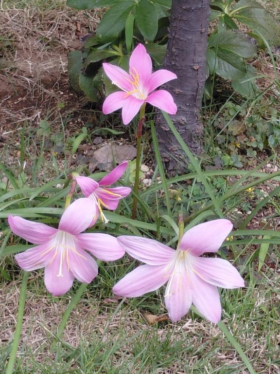 長澤舞美 の 癒されるお花
