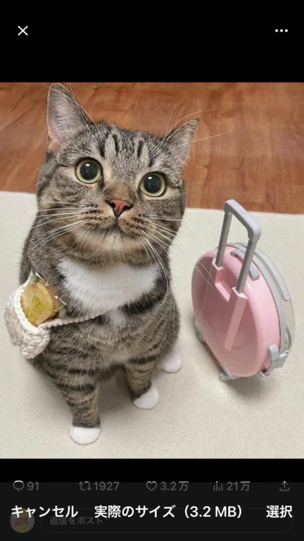 お出かけですにゃん