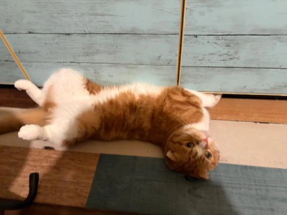 ごめんなさい
