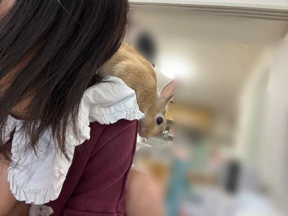 🐇