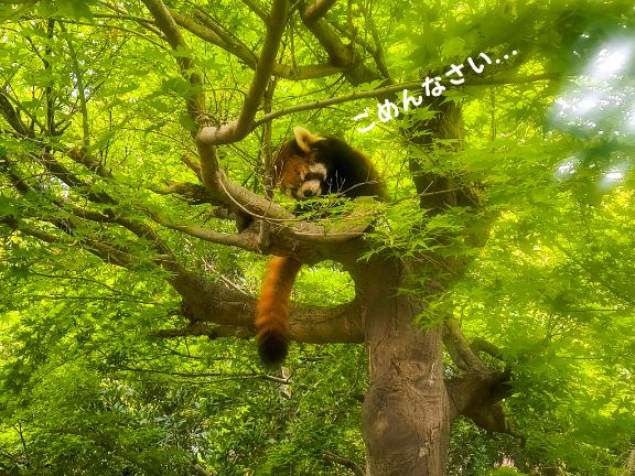 イヴ の お兄様へ...