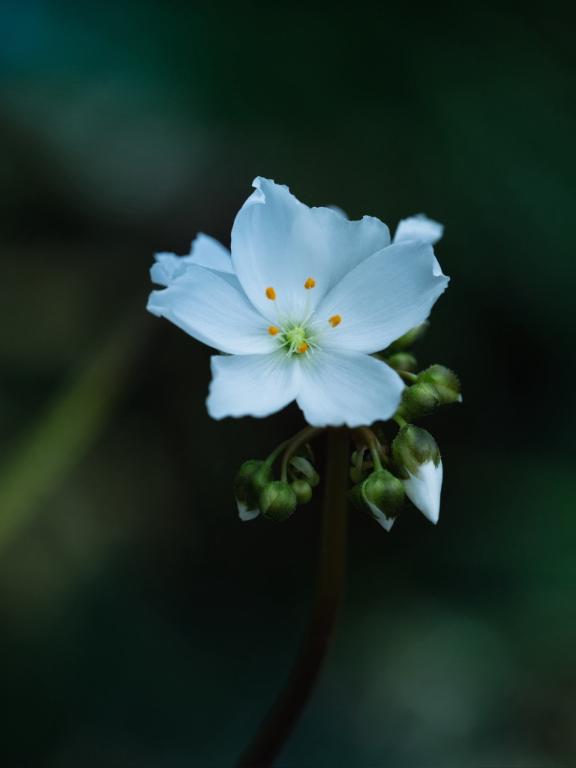 桜 朱音(さくら あかね) の こんばんは🌙