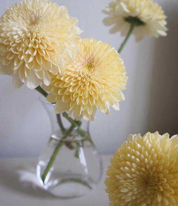 ことね の 9月9日　菊