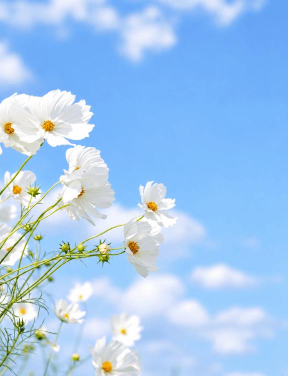 ことね の お礼☆21時58分までのお兄様へ🌸