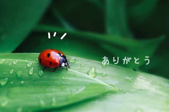 まほ の ありがとうございました??