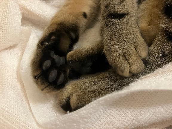 夕奈【ユウナ】 の コロコロ🐈