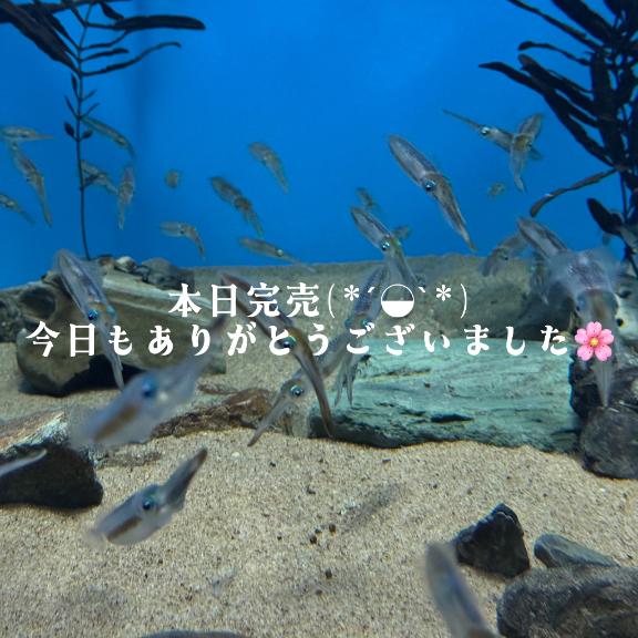 真白【ましろ】 の ありがとうございます💕