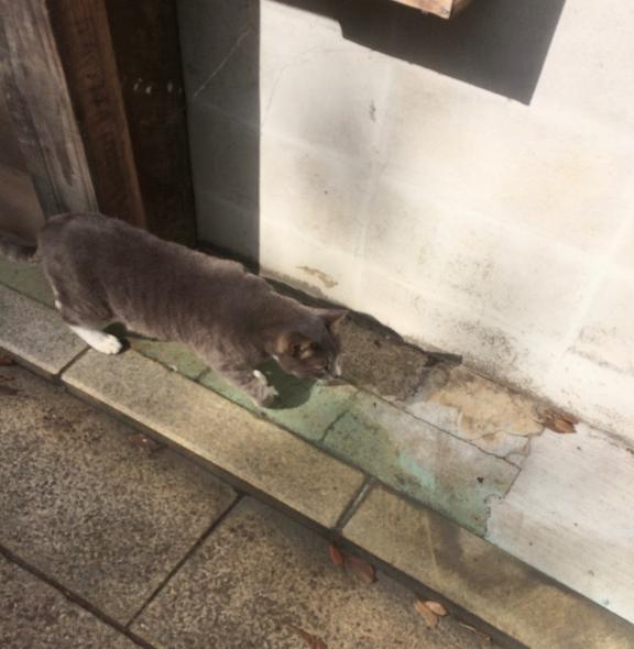 椛（いちか） の ちょっと寄り道🌱