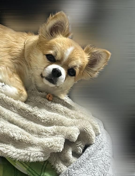 あげは の 今この目です