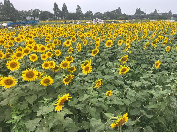 もか の 🌻🌻🌻