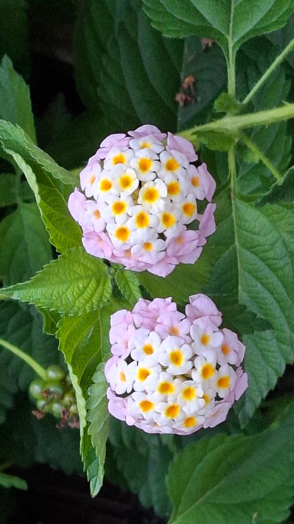 ここみ の 🌺ご予約とお礼🌺