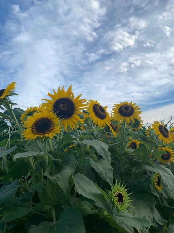 ゆは の おやすみ中🌻